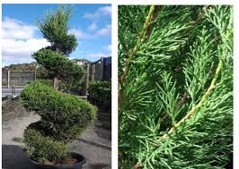 Image result for spiral cut juniper trees