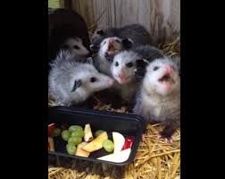 Baby Opossums Eating Fruit Video Time