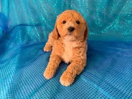 Browse all the puppies for sale charlotte dog club has available. Cockapoo Puppies For Sale Cockapoo Breeder In Iowa