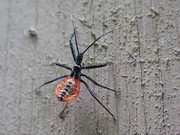 Orange and black spider looking bug. Assassin Bug Hgtv