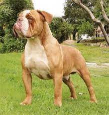 Anuario Caes O Mais Completo Guia De Raca Do Brasil Dog Breeds Scary Dogs Giant Dog Breeds