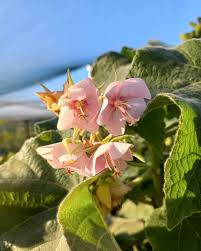 Image result for Dombeya burgessiae