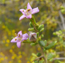 Image result for Lycium mascarenense