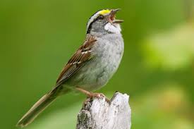 Sparrow definition, any of numerous american finches of the family emberizinae. Canadian Sparrows Are Ditching Traditional Songs For A New Tune New Scientist