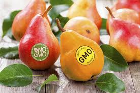 Genetically modified crops (gm crops) are plants used in agriculture, the dna of which has been modified using genetic engineering methods. Are Gm Crops Worth It Jstor Daily