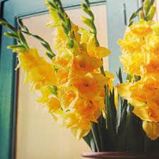 Gladiolus Yellowstone Gladiolus All Flowers Flower Border
