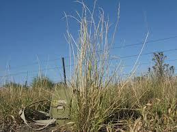 Image result for Eriochloa procera