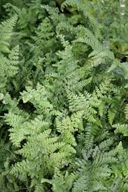 Image result for Microlepia