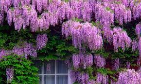 Wisteria scale is easier to spot once the leaves have fallen. Wisteria Plants Groupon Goods