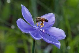 Plants of different shapes are great too the reason some have criticized it is because the same seed mix was provided across canada, which doesn't factor in which wildflowers are native to. Ixia Chapter Florida Native Plant Society