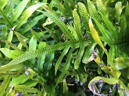 Image result for Microsorum scolopendria