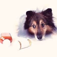 Betagen Topical Spray For Dogs Skin Treatment Petcarerx