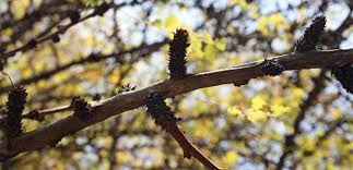 Image result for Phyllanthus engleri