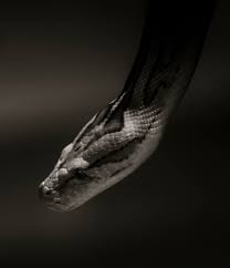 Maybe you would like to learn more about one of these? Snake Pictures Download Free Images On Unsplash