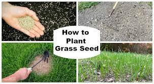 When watering an established lawn, it's typically recommended to water until the top 6 to 8 inches of soil (where most turfgrass roots grow) is wet. How To Plant Grass Seed A Simple Guide To Success
