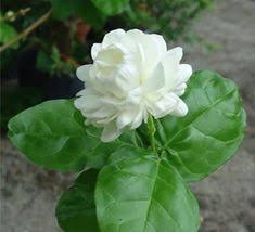 (intro) bukan di taman yang indah, bunga melur hanya di sudut halaman tiada dihiasi jambangan indah permai. 120 Ø§Ø®Ø®Ø® ÙŠØ§ Ù‚Ù„Ø¨ÙŠ Ideas Jasmine Flower Flowers Jasmine Plant
