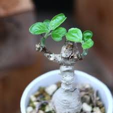 Image result for Pterodiscus elliottii