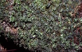 Image result for Didymoglossum erosum