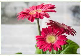 Gerbera Ruby Red Flower Meaning Best Flower Wallpaper