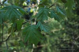 Image result for Thesium wilczekianum