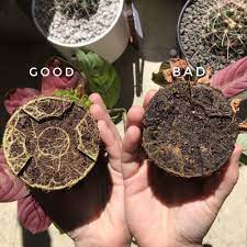 How To Prevent And Fix Root Rot Plant Care Tips And More La Residence