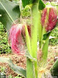Image result for Zea mays