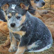 Pin By Darren Driscoll On Vluye Hyeyelyers Heeler Puppies Blue Heeler Puppies Blue Heeler Dogs