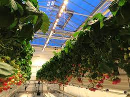 Keep removing runner plants if there is a lot of crowding. Mechatronix Mechatronix And Has Den Bosch Run Advanced Grow Light Trial On Sonsation Strawberries