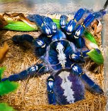 It has been classified as critically endangered by the. Poecilotheria Metallica Wikispecies