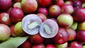 We did not find results for: Camu Camu La Fruta Exotica Con Mas Vitamina C Del Mundo