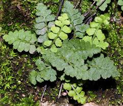 Image result for Asplenium