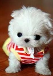 Mini Chien Chien Miniature Qui Montre Ses Coussinets Chien Chiot Trop Mignon Et Bebes Animaux
