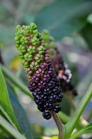 Image result for Phytolacca