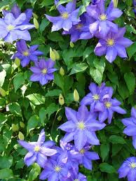 Maybe you would like to learn more about one of these? Best Flowering Vines For The Northern Us Gardener S Path
