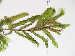 Image result for Potamogeton crispus