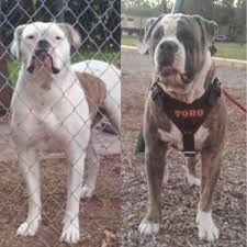 I created this video for texas amercian bulldog rescue, a group that i. American Bulldog Puppies Houston