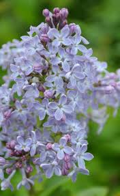 Brighterblooms.com has been visited by 10k+ users in the past month Lilac Shrub Shrubs Lilac Shrub Common Purple Lilacbarberry Cotoneaster Forsythia Rabbit Resistant Plants Deer Resistant Perennials Deer Resistant Plants