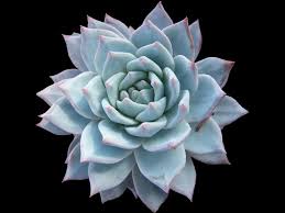 Each person is a unique individual and the frequency of visits vary depending on the length of time of the complaint, age, and general health. Echeveria Blue Bird World Of Succulents