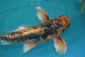 Get koi with fast and free shipping for many items on ebay. Koi Fish For Sale Classifieds For Jobs Rentals Cars Furniture And Free Stuff