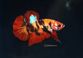 Betta hmpk fancy monster full mask 1 ( sold ). Tiger Koi Hmpk Betta Hi Res Image On Carousell