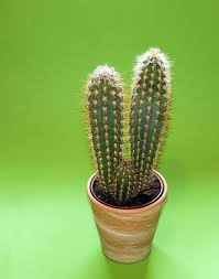 This he did and was amazed to see the plant shiver all over, he gave it another light spray and it shivered and shook again. How Long Can A Cactus Live Without Water Succulents Network