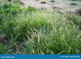 Image result for Cenchrus ciliaris