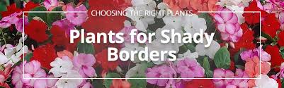 Most feature colorful foliage but some will produce flowers. Best Plants For Shady Borders Gardening Direct