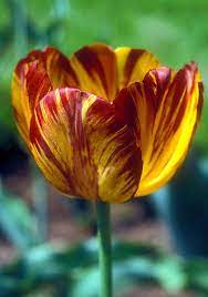 Tulips Lost Forever Tulips Flowers Tulip Flower Pictures Bulb Flowers
