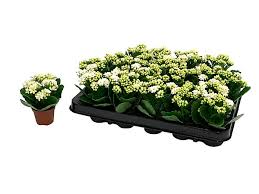 Image result for Kalanchoe rosalina