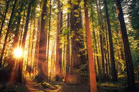 Check spelling or type a new query. Camping World S Guide To Rving Redwood National Park Camping World