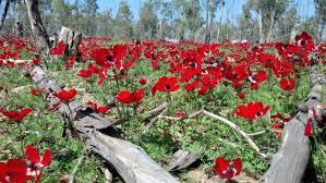 The Red Fields Of Anemones In The Israeli Negev Anemone Flowers Red