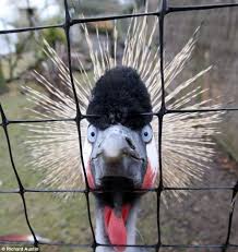 Add a fade to the sides and back to make your highlighted hair look even more prominent. Bird Lovers Beware Hair Raising Ringo Is Officially The Crankiest Crane In Britain Daily Mail Online