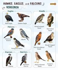 List of Hawks, Eagles & Falcons in Virginia with Pictures