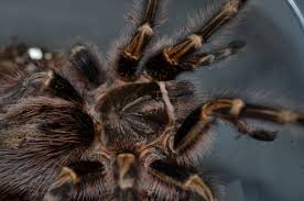 Maybe you would like to learn more about one of these? Grammostola Pulchripes Chaco Golden Knee Care Sheet Jamie S Tarantula Blog